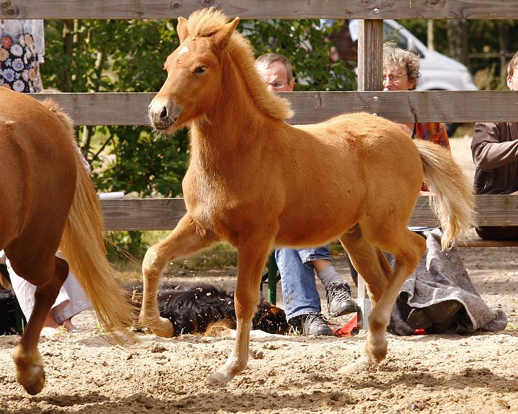 Rikadur von Heidmoor c.jpg